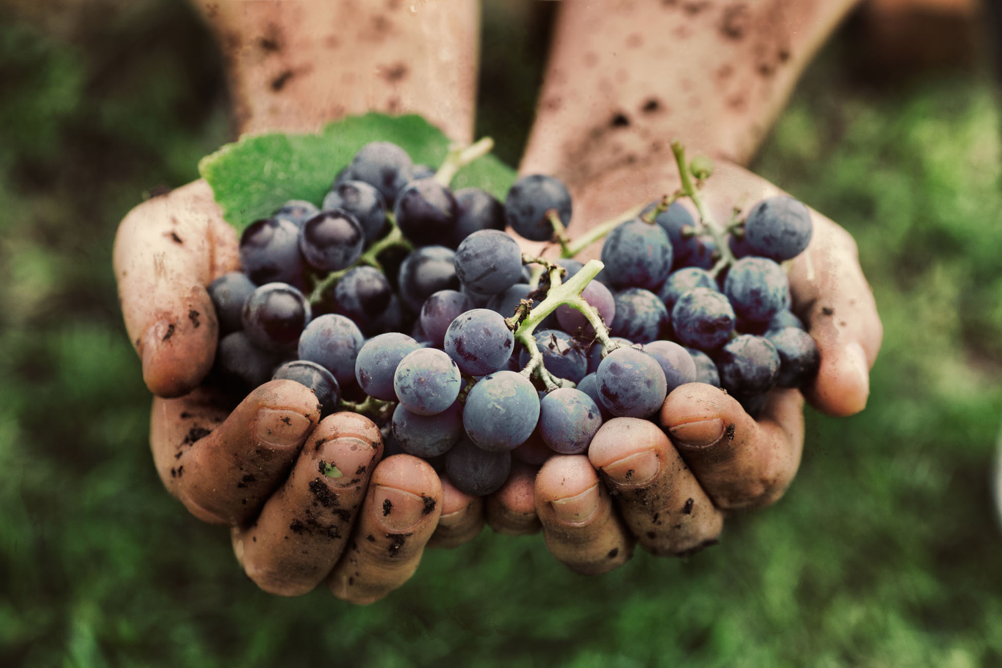 Grapes harvest Grapes harvest. Farmers hands with freshly harvested black grapes.