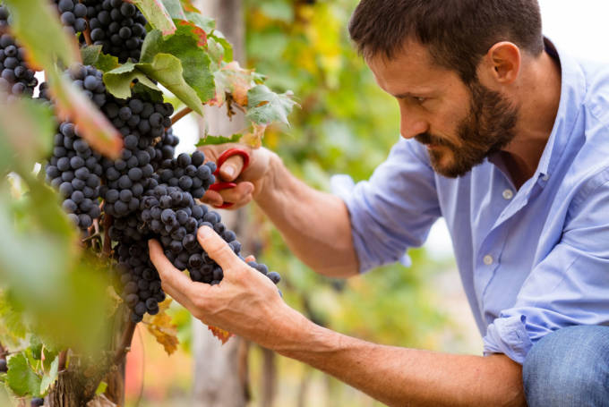 Man in the vineyards picking vine grapes Man in the vineyards picking vine grapes